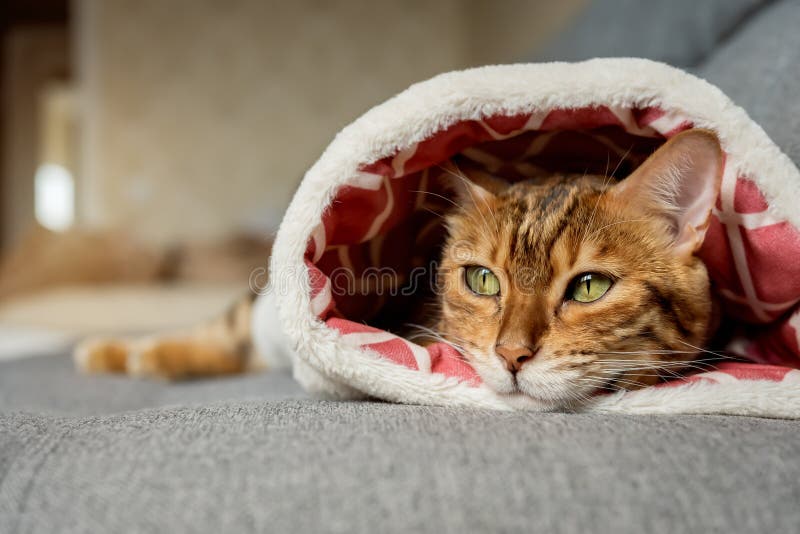 милая кошка отдыхает внутри на кошачьей кровати стоковое изображение