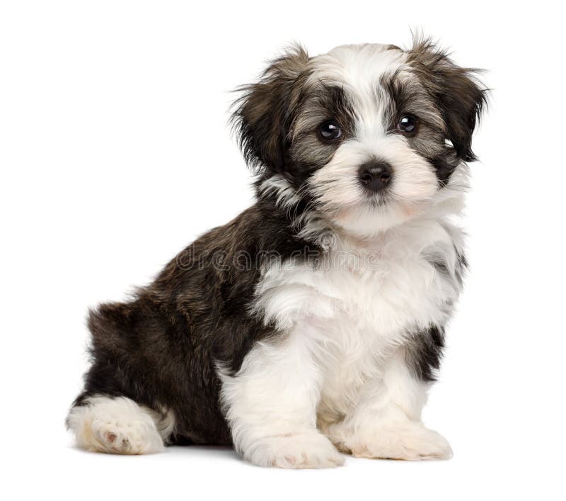 Cute silver sable havanese puppy dog is sitting and looking at camera, isolated on white background. Cute silver sable havanese puppy dog is sitting and looking at camera, isolated on white background