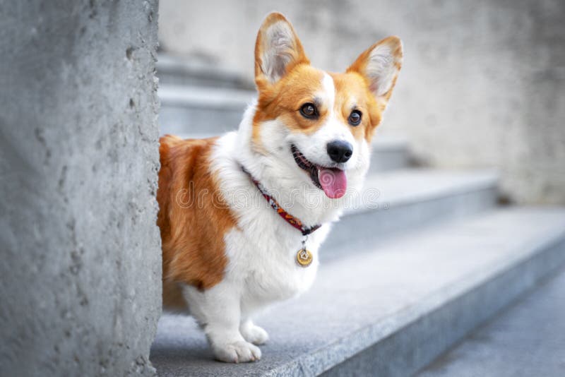 Милая собака Corgi валийца сидя на шагах в городок собака в городе Собака в городском ландшафте стоковые изображения rf Милая собака Corgi валийца сидя на шагах в городок собака в городе Собака в городском ландшафте стоковые изображения rf