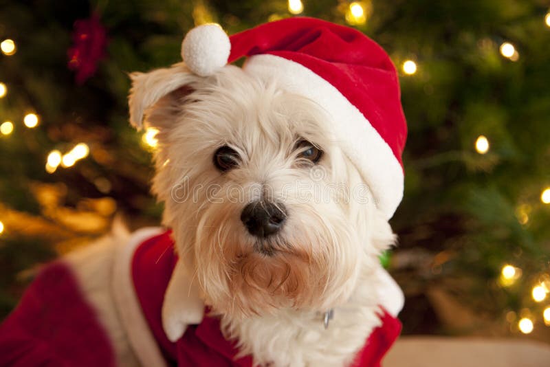 Милая собака в костюме santa стоковые изображения Милая собака в костюме santa стоковые изображения