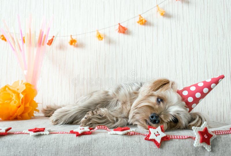 Милая собака йоркширского терьера (Yorkie) в красной крышке шляпы партии лежит дальше стоковое изображение Милая собака йоркширского терьера (Yorkie) в красной крышке шляпы партии лежит дальше стоковое изображение