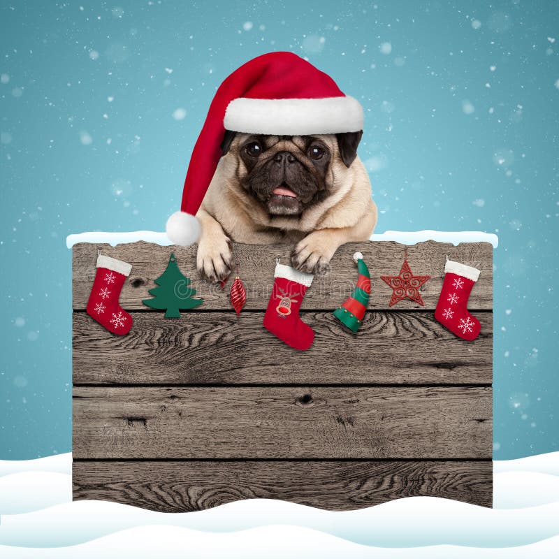 Cute pug puppy dog wearing santa hat hanging with paws on weathered wooden sign with Christmas decoration, on blue snowy background background. Cute pug puppy dog wearing santa hat hanging with paws on weathered wooden sign with Christmas decoration, on blue snowy background background