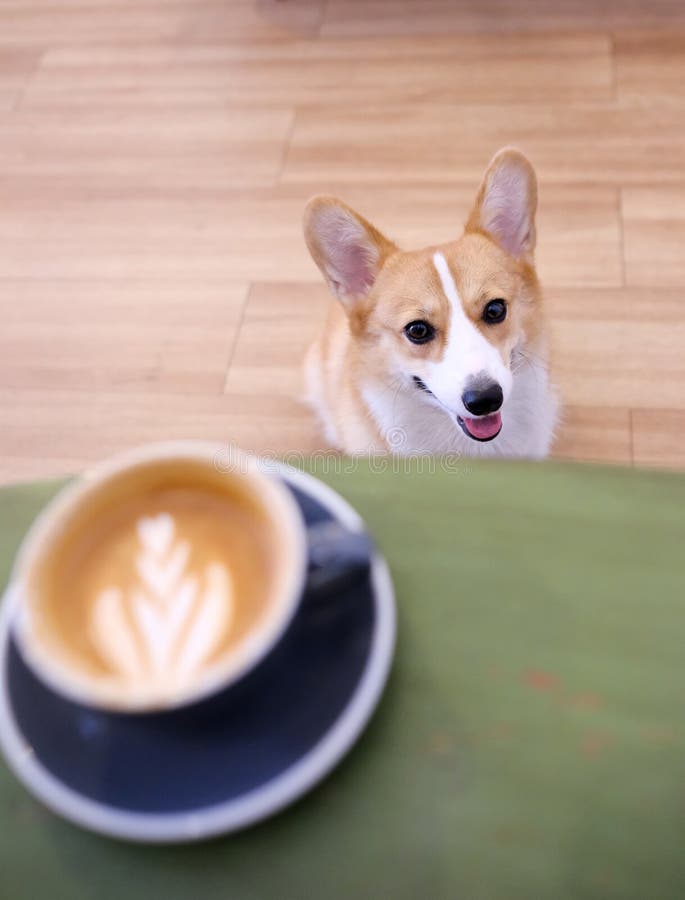 Милая милая улыбка собаки corgi валийца ждать выпивающ горячее капучино на кафе и кухне Щенок Corgi ждет стоковая фотография Милая милая улыбка собаки corgi валийца ждать выпивающ горячее капучино на кафе и кухне Щенок Corgi ждет стоковая фотография