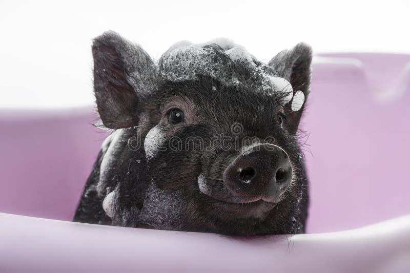Милое маленькое черное piggy имеющ ванну стоковые изображения rf