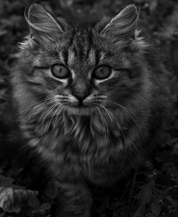Милый кот tabby стоковое фото rf Милый кот tabby стоковое фото rf