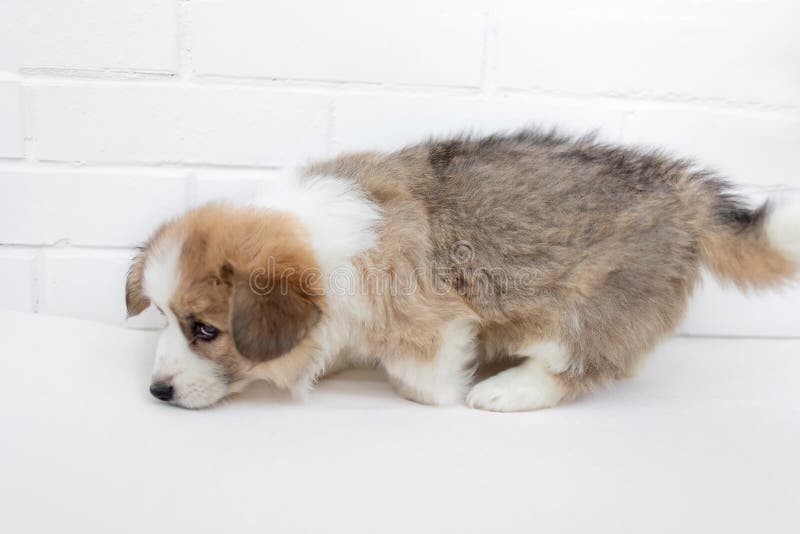 Милый маленький Пембрук Corgi щенка обнюхивая на белой предпосылке Конец Corgi валийца вверх стоковая фотография rf Милый маленький Пембрук Corgi щенка обнюхивая на белой предпосылке Конец Corgi валийца вверх стоковая фотография rf