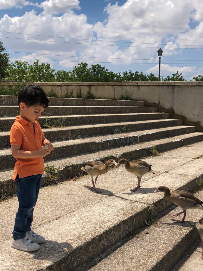 Милый мальчик кормит уток стоковая фотография