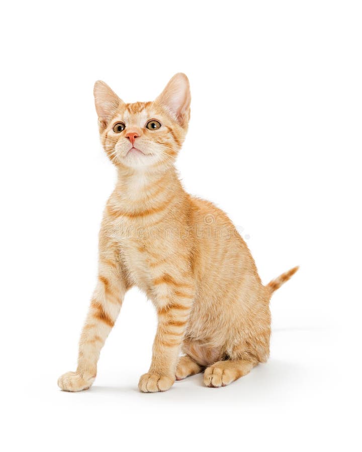 Милый молодой оранжевый Striped котенок Tabby стоковые фотографии rf