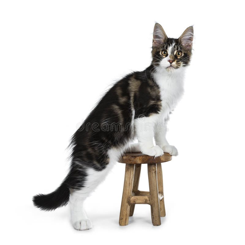 Милый черный tabby с белым котенком кота енота Мейна, кабелем завитым около bo стоковое фото Милый черный tabby с белым котенком кота енота Мейна, кабелем завитым около bo стоковое фото