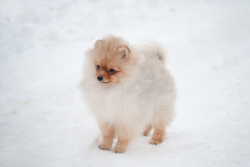 Милый щенок spiz Pomeranian на снеге стоковые изображения rf Милый щенок spiz Pomeranian на снеге стоковые изображения rf