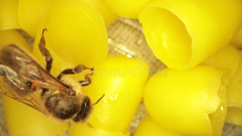 Многие жёлтые пчелы воска для шлепанцев, летающих пчел в кадре