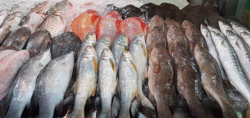 Многие из свежей рыбы с соленой водой из свежих морепродуктов в Таиланде в холодильнике ресторана стоковое фото rf
