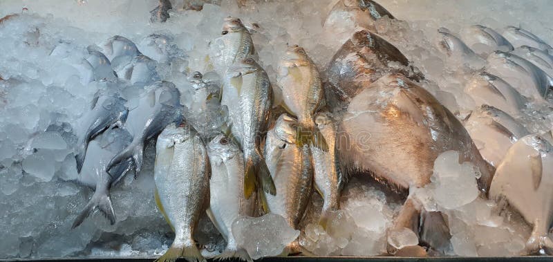 Многие из свежей рыбы с соленой водой из свежих морепродуктов в Таиланде в холодильнике ресторана стоковые изображения rf