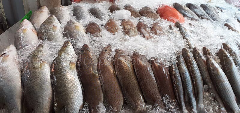 Многие из свежей рыбы с соленой водой из свежих морепродуктов в Таиланде в холодильнике ресторана стоковое фото