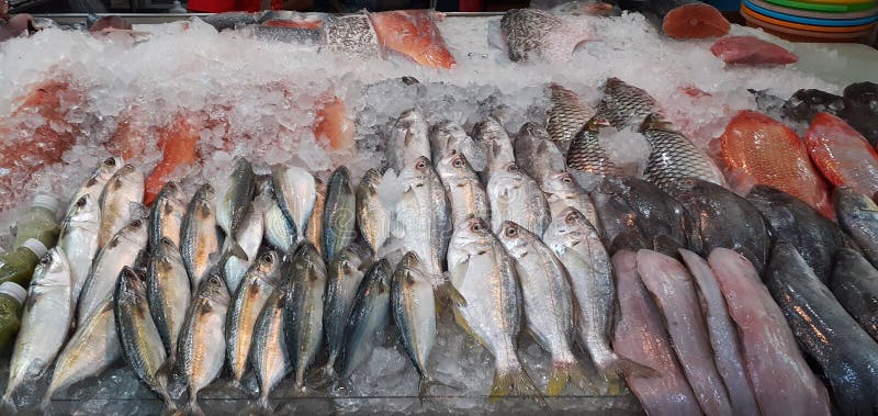 Многие из свежей рыбы с соленой водой из свежих морепродуктов в Таиланде в холодильнике ресторана стоковое изображение