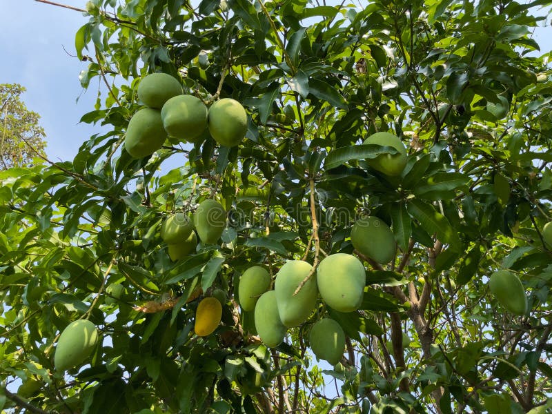 многие культуры посажены на полях, включая манго.