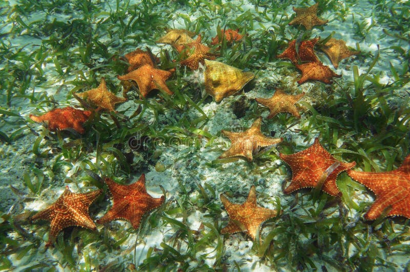 Много морских звёзд подводных с раковиной раковины ферзя стоковая фотография rf Много морских звёзд подводных с раковиной раковины ферзя стоковая фотография rf