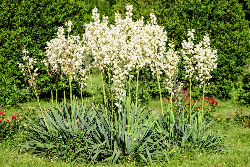 Many delicate white flowers of Yucca filamentosa plant, commonly known as Adamâ€™s needle and thread, in a garden in a sunny summer day, beautiful outdoor floral background. Many delicate white flowers of Yucca filamentosa plant, commonly known as Adamâ€™s needle and thread, in a garden in a sunny summer day, beautiful outdoor floral background