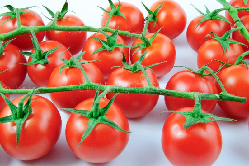 Много томаты лозы (lycopersicum solanum) на белой предпосылке стоковые изображения Много томаты лозы (lycopersicum solanum) на белой предпосылке стоковые изображения