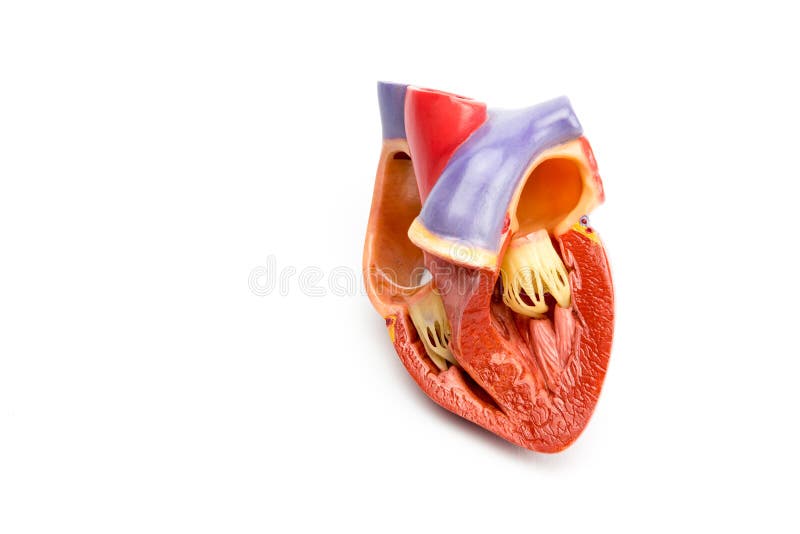 Inside synthetic model of opened human heart isolated on white background. Inside synthetic model of opened human heart isolated on white background