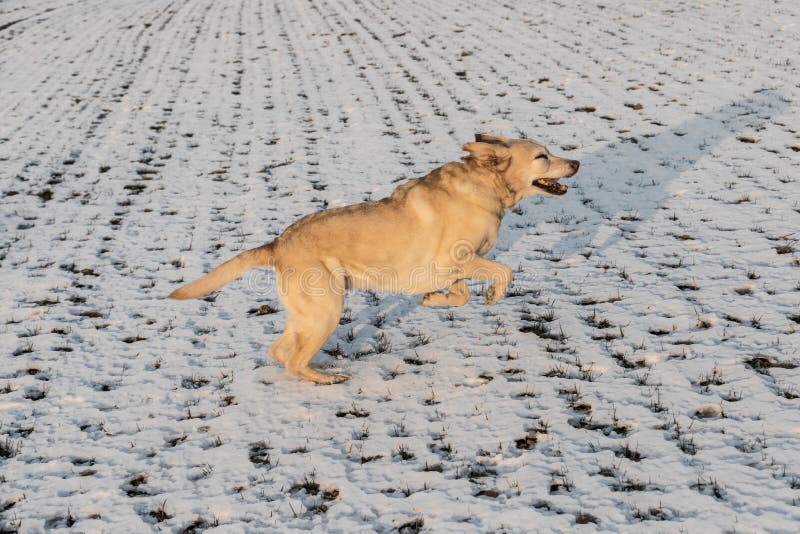 Молодая собака labrador наслаждается полем покрытым снегом стоковые изображения rf Молодая собака labrador наслаждается полем покрытым снегом стоковые изображения rf