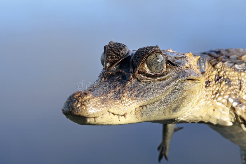 Молодой spectacled caiman, Французские Гвианы стоковое изображение rf Молодой spectacled caiman, Французские Гвианы стоковое изображение rf
