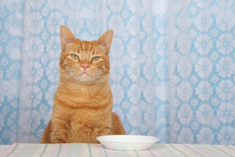 Молодой оранжевый кот tabby сидя на счетчике кухни с белым pla стоковые фото