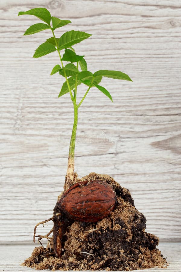 Молодой росток грецкого ореха Стоковое Фото - изображение насчитывающей ...