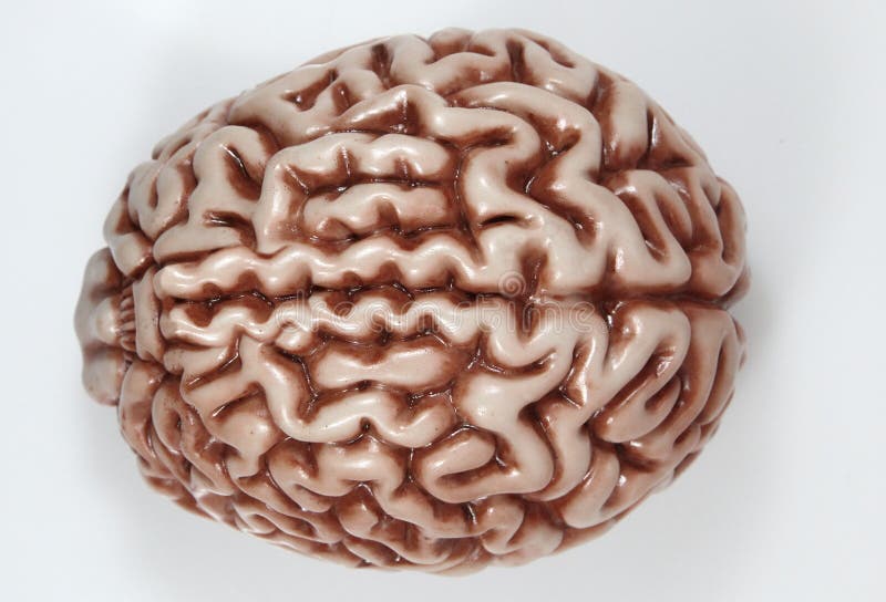 Model of a Brain on neutral background. Model of a Brain on neutral background