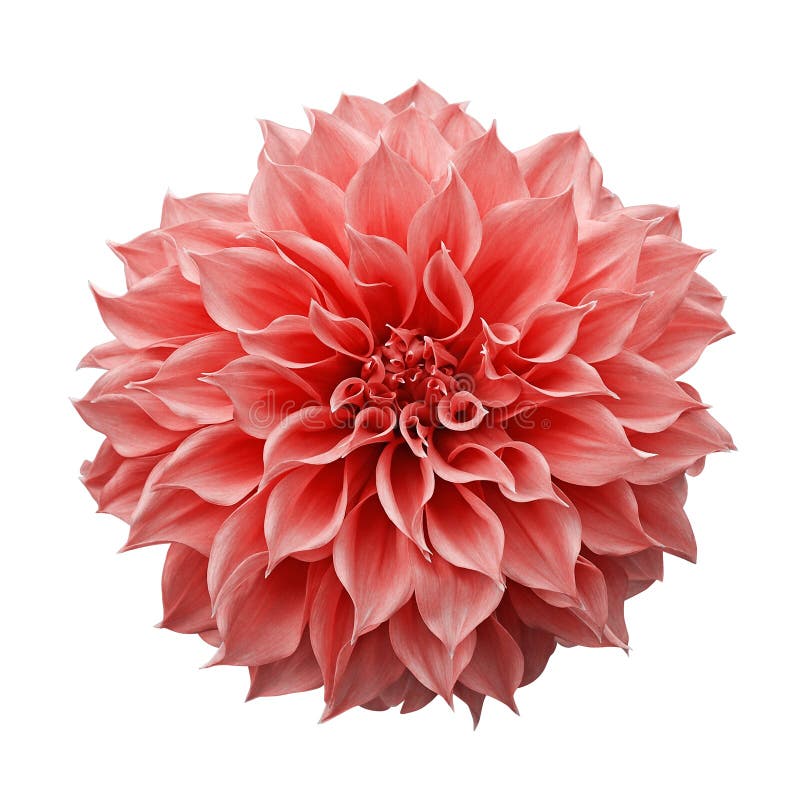 модный розово-оранжевый или коралловый цвет dahlia цветет клубниковый садовый растение, изолированное на белом фоне с вырезанным стоковые фото модный розово-оранжевый или коралловый цвет dahlia цветет клубниковый садовый растение, изолированное на белом фоне с вырезанным стоковые фото