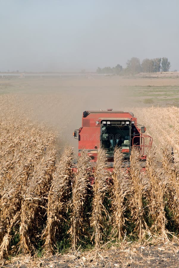 Red Combine Harvesting Ripe Corn. Red Combine Harvesting Ripe Corn