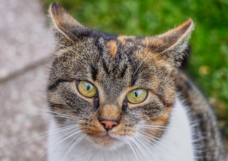 Мой лучший друг, названные catÂ Liza Она умоляя мне для некоторой еды или некоторой игры Она настолько надоедлива иногда Она имее стоковые фотографии rf