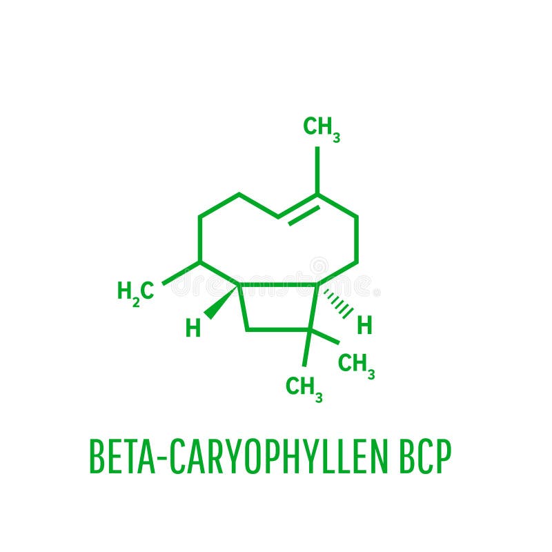 Молекула Caryophyllene Состав множественных травяных эфирных масел, включая гвоздичное масло Скелетная формула иллюстрация штока Молекула Caryophyllene Состав множественных травяных эфирных масел, включая гвоздичное масло Скелетная формула иллюстрация штока