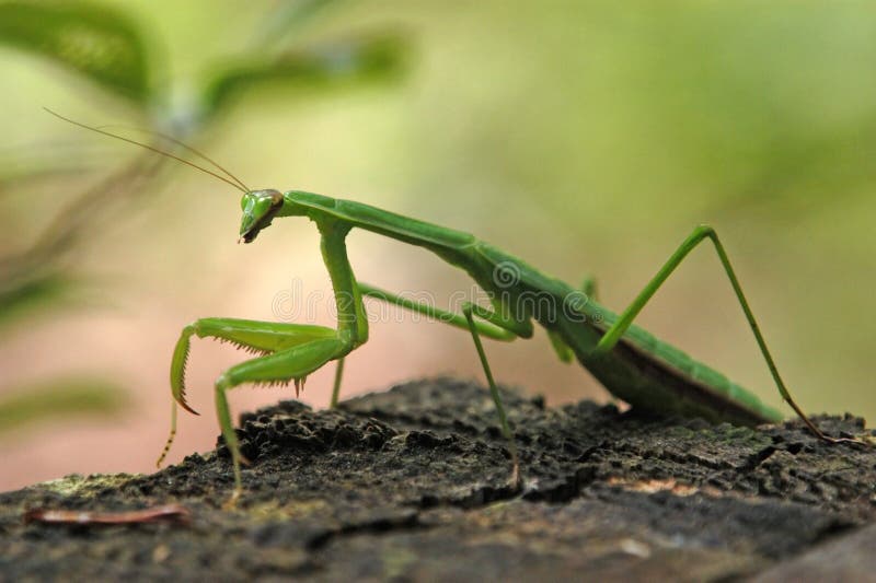 молить mantis стоковые фото