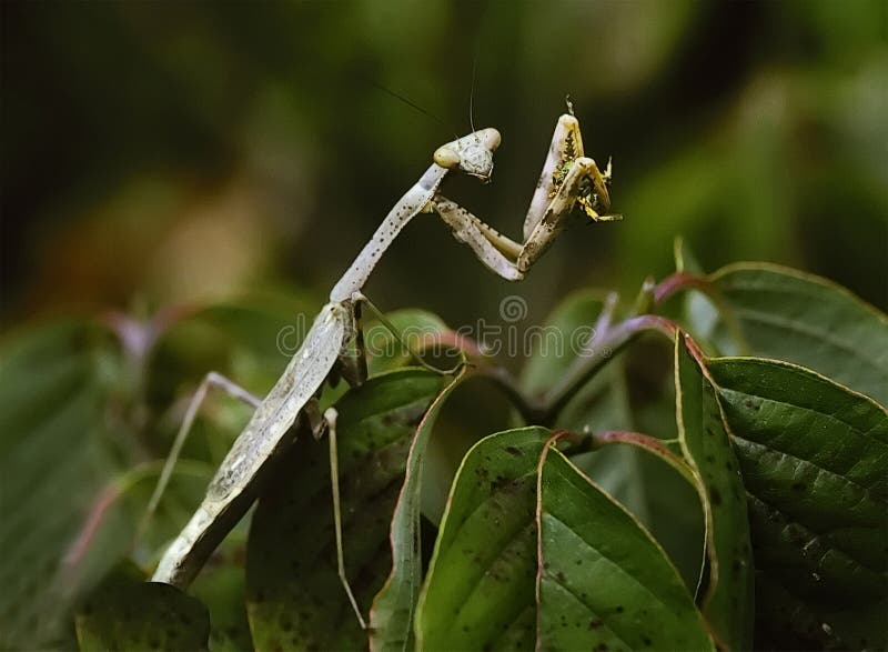молить mantis стоковое изображение