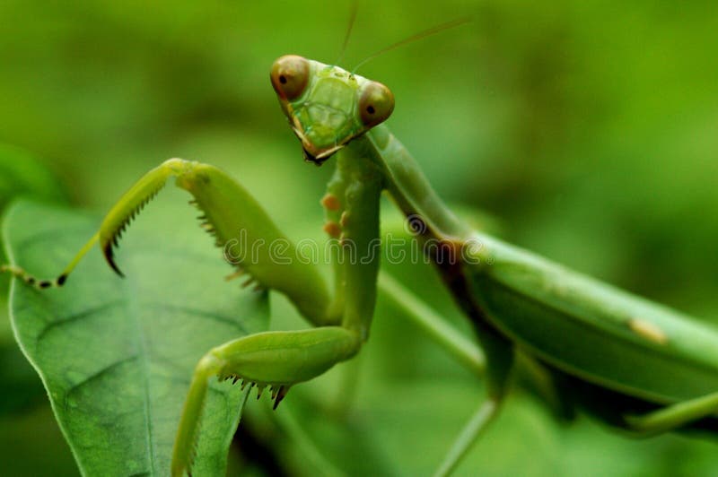 молить mantis стоковая фотография rf