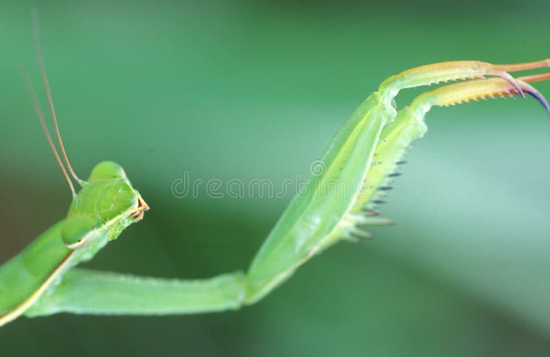 молить mantis стоковая фотография
