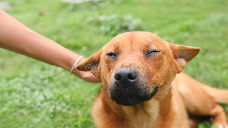Молодая женщина штрихуя и petting счастливую собаку Портрет усмехаясь собаки улицы на зеленой траве в парке 4K сток-видео Молодая женщина штрихуя и petting счастливую собаку Портрет усмехаясь собаки улицы на зеленой траве в парке 4K сток-видео