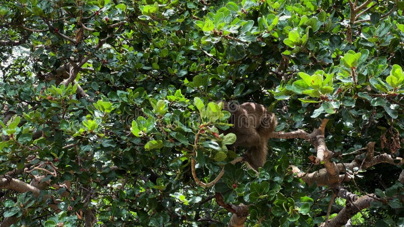 Молодая мартышка-бабун ищет еду в лагере сафари на дереве в Африке