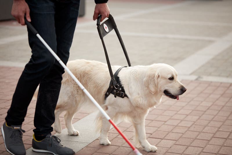 Young blind man with stick and guide dog walking, golden retriever help owner to cross streets. Young blind man with stick and guide dog walking, golden retriever help owner to cross streets