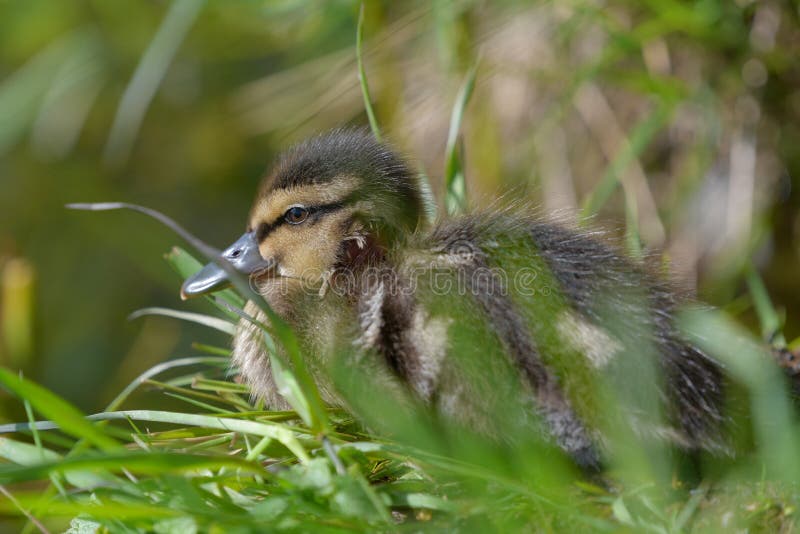 Young baby mallard duck with fresh head wound sitting on the grass on late spring daylight in Espoo, Finland. Young baby mallard duck with fresh head wound sitting on the grass on late spring daylight in Espoo, Finland