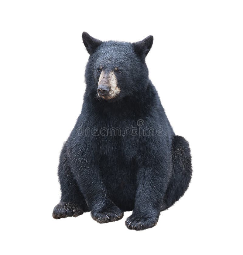 Young black bear sitting , isolated on white background. Young black bear sitting , isolated on white background