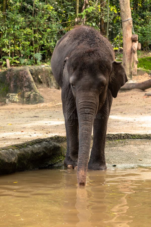 Молодой азиатский слон, maximus Elephas, идя в воду в зоопарке Сингапура стоковое изображение rf Молодой азиатский слон, maximus Elephas, идя в воду в зоопарке Сингапура стоковое изображение rf