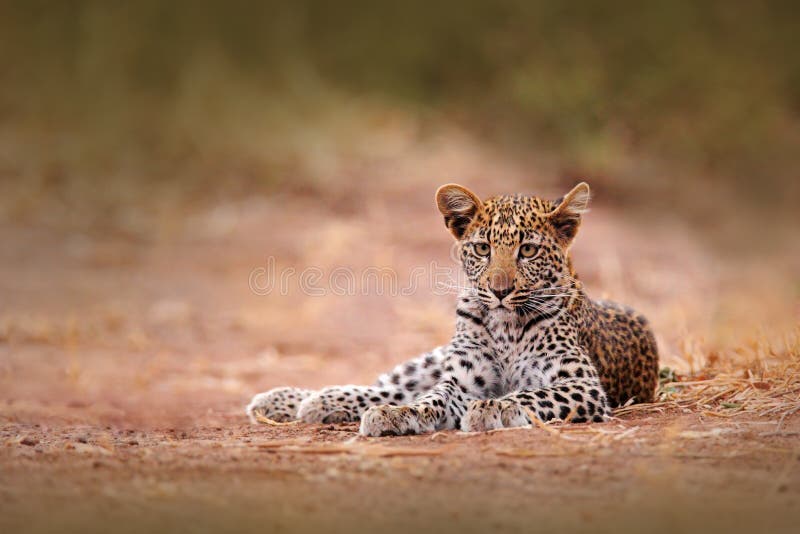 Молодой африканский леопард, shortidgei pardus пантеры, национальный парк Hwange, Зимбабве Красивый одичалый кот сидя на дороге i стоковое изображение rf Молодой африканский леопард, shortidgei pardus пантеры, национальный парк Hwange, Зимбабве Красивый одичалый кот сидя на дороге i стоковое изображение rf