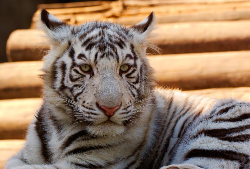 Young White Bengal Tiger in Moscow Zoo. Young White Bengal Tiger in Moscow Zoo