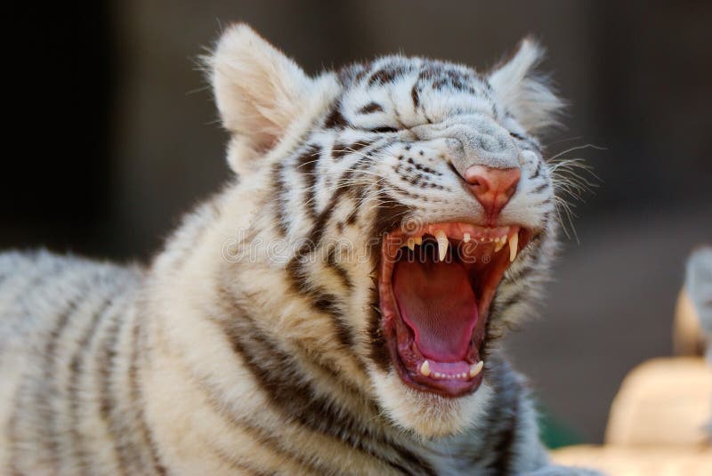 Young White Bengal Tiger in Moscow Zoo. Young White Bengal Tiger in Moscow Zoo