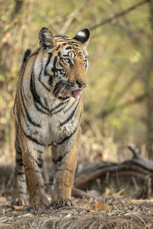 Молодой женский тигр на национальном парке Madhya Pradesh Индии Bandhavgarh стоковая фотография rf Молодой женский тигр на национальном парке Madhya Pradesh Индии Bandhavgarh стоковая фотография rf