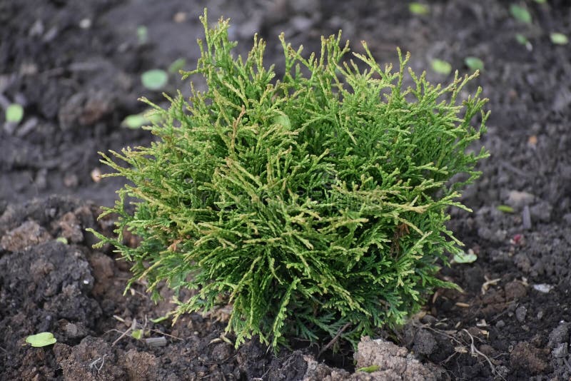 Молодой маленький гигантский arborvitae на nusery стоковая фотография rf
