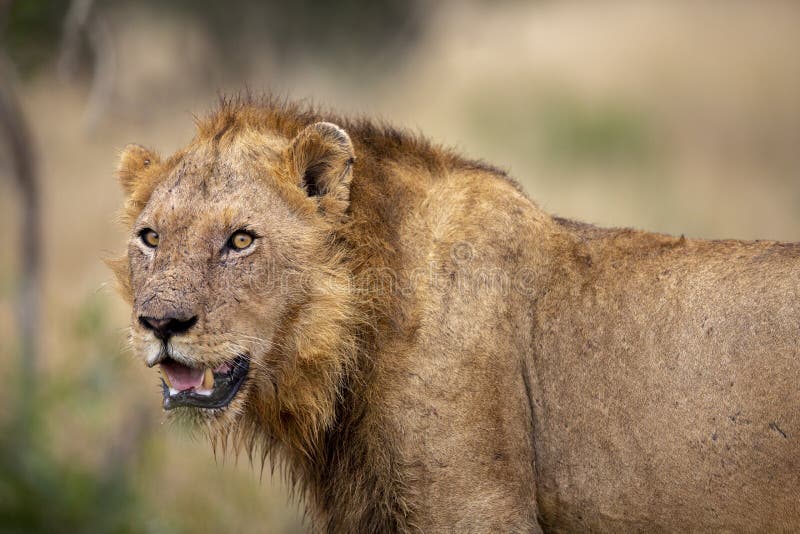 Молодой мужской лев на бдительности в Kruger стоковые фото Молодой мужской лев на бдительности в Kruger стоковые фото