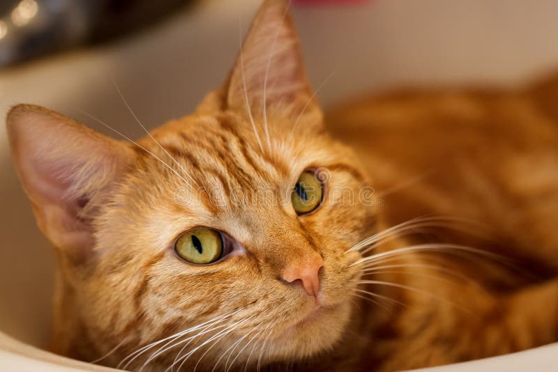 Молодой оранжевый женский кот tabby лежащие в оболочку стоковые изображения rf